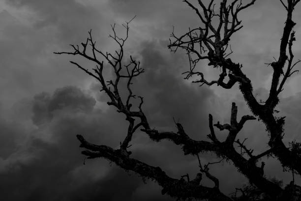 istock Silhouette of tree branches with cloud, concept of scary and horror 1281572790