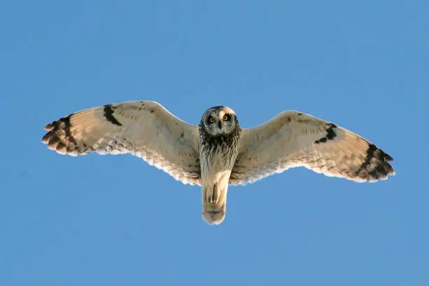 Short-eared Owl (Asio flammeus) flying overhad in Finland. Seen from below, looking down. Curious look in its eyes.