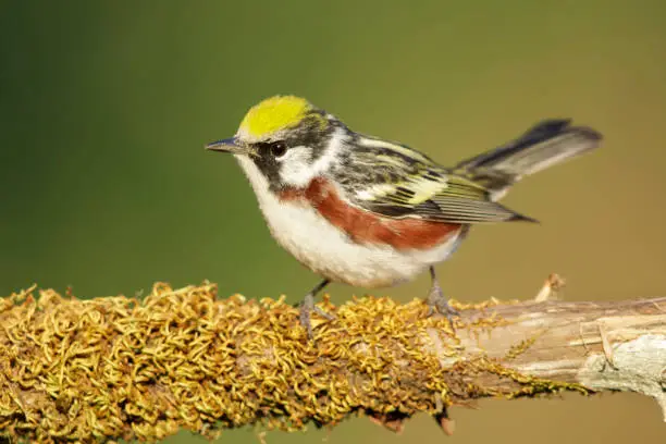 Photo of North American bird species: Chestnut-sided Warbler, Setophaga pensylvanica