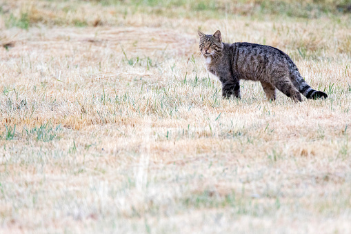 European Wild Cat (Felis silvestris silvestris) in Spain. Standing in open field.