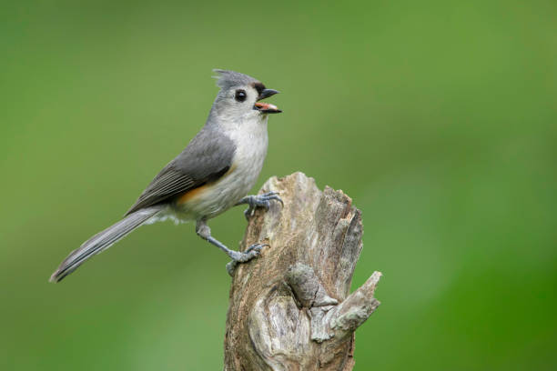 istock North American bird species: Tufted Titmouse, Baeolophus bicolor 1281573095