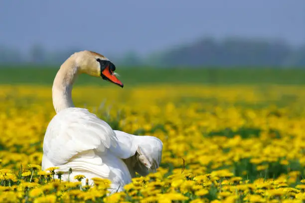 Knobbelzwaan in bloemenveld; Mute Swan in flowerfield