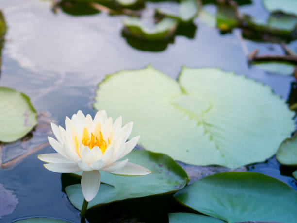 istock White lotus and yellow pollen on the swamp 1281574055