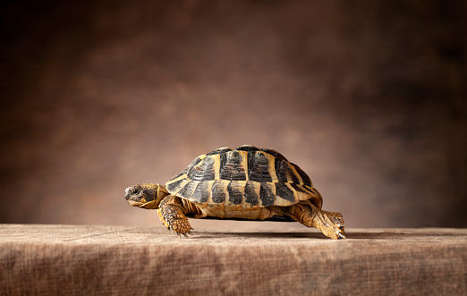 Land turtle.