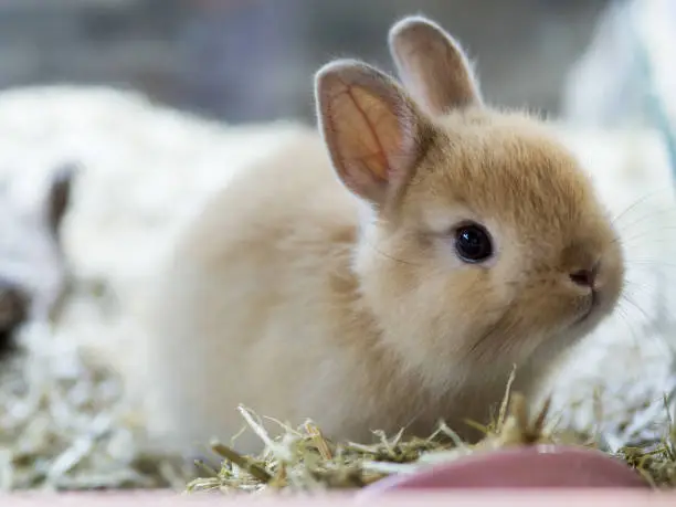 Brown Netherland dwarf rabbit. cute Brown bunny.