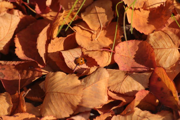 There are also lots of other leaves blurred around it of which the ladybug is trying to get through.