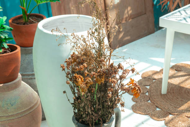 istock Dry plants on the plant's pot 1281575112