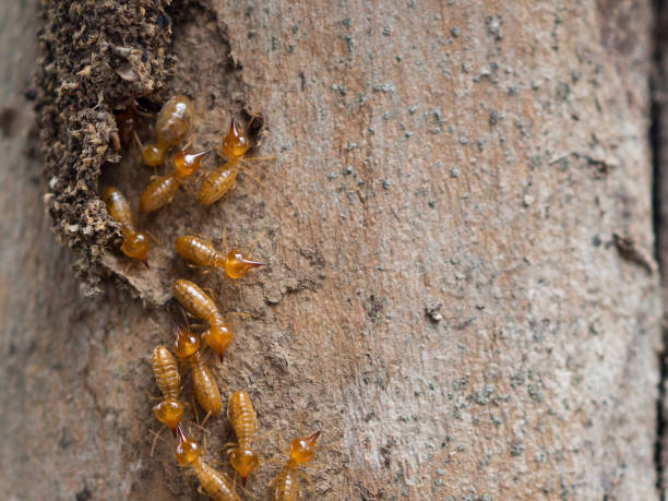 istock Close up dry-wood termites, Nasutitermes walkeri. 1281576456