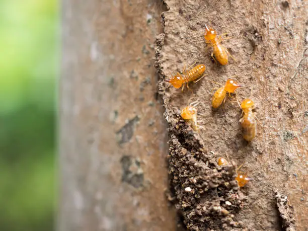 Close up dry-wood termites, Nasutitermes walkeri.