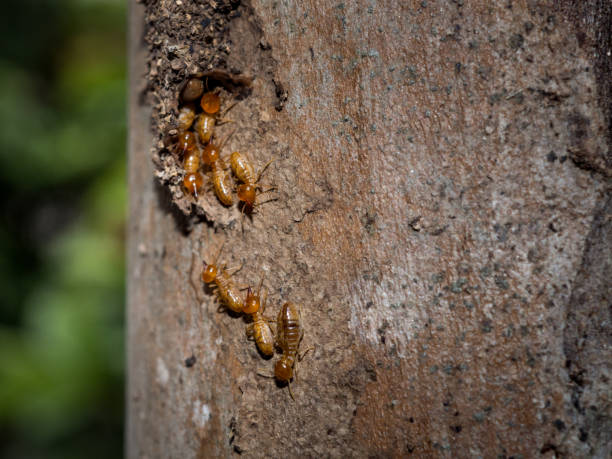 istock Close up dry-wood termites, Nasutitermes walkeri. 1281576459