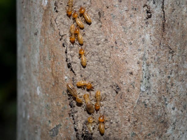 istock Close up dry-wood termites, Nasutitermes walkeri. 1281576460
