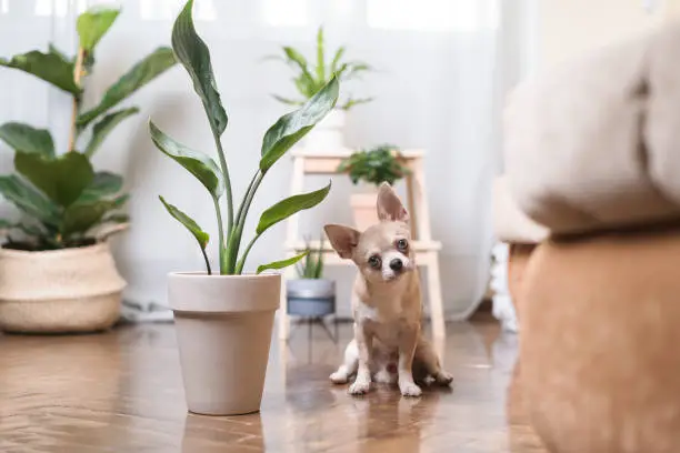 Photo of Chihuahua dog sitting on the floor near plant. Puppy relax at home.