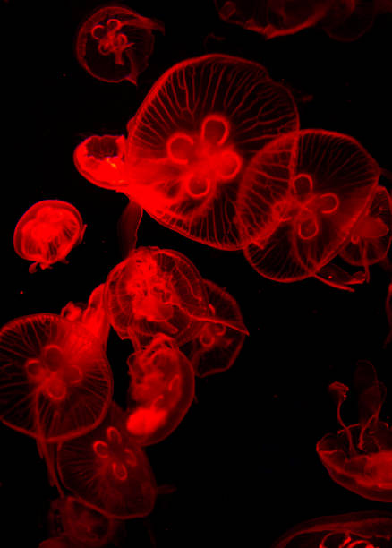 istock sea life. jellyfish on black background 1281577209