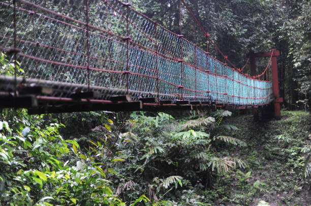 istock Rope hanging bridge over a river in Borneo tropical rainforest jungle 1281577225