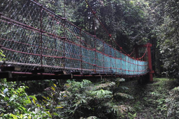 istock Rope hanging bridge over a river in Borneo tropical rainforest jungle 1281577507