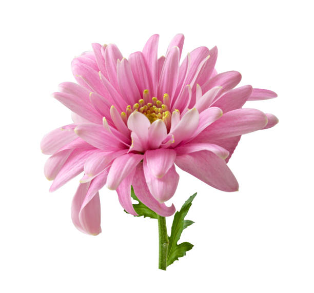 istock Pink chrysanthemum flower 1281578732