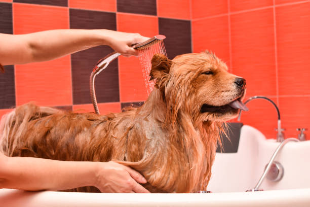 istock Bathing the dog in the tub 1281579267