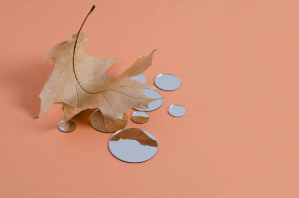 Reflection of an autumn brown oak leaf in round mirrors. Empty beige background for demonstration of packaging, goods, products with copy space. Horizontal Mockup