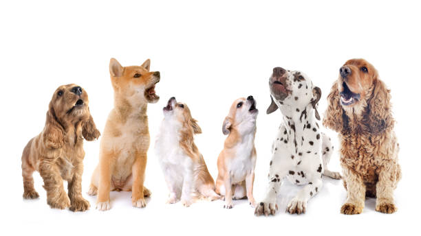 dogs howling dogs howling in front of white background howling stock pictures, royalty-free photos & images
