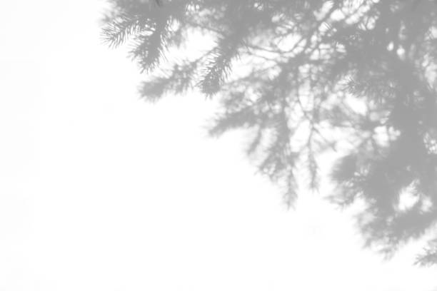 istock shadows of fir tree branches on a white wall 1281580744
