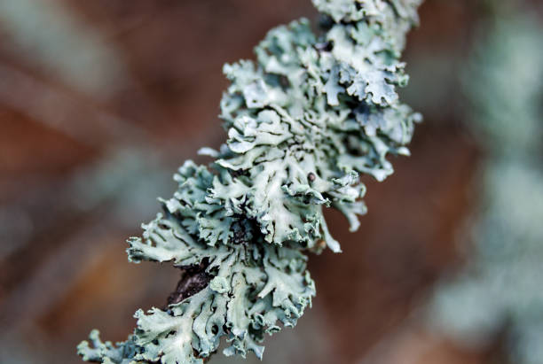 lichen sur une branche sèche d’arbre de plan rapproché vers le haut - branch dry defocused close up photos et images de collection