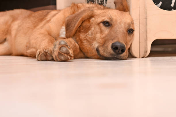 istock a tired red dog lies on the floor. 1281581490