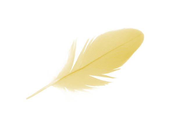 istock Beautiful yellow isolated on white background 1281581920