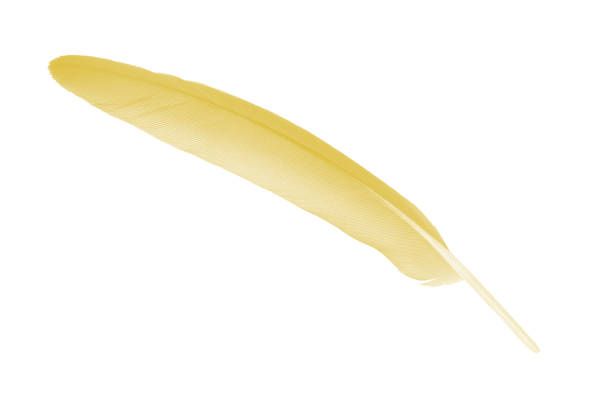 istock Beautiful yellow isolated on white background 1281581950