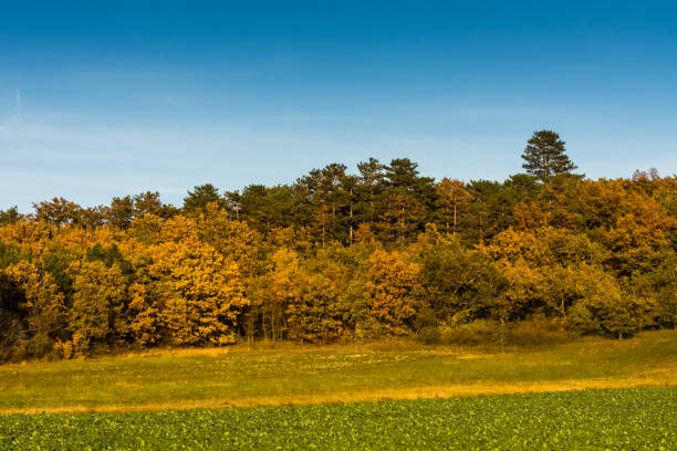 istock colorful trees and a meadow with blue sky 1281582609