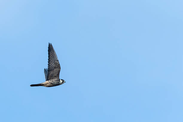 istock Eurasian Hobby, Falco subbuteo 1281583726