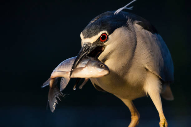 istock Black-crowned Night Heron (Nycticorax nycticorax) in Hungary 1281583747