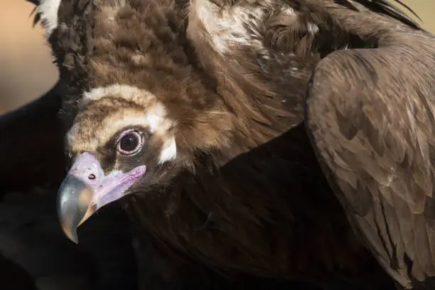 Cinereous vulture, Aegypius monachus, seen from up close in Spain