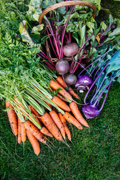 istock Fresh carrots, beetroot, kohlrabi cabbage. Composition with raw organic vegetables. 1281584198