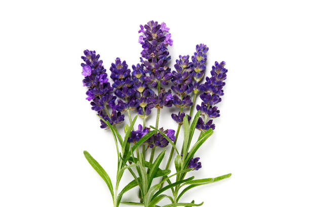 istock lavender flower isolated on white. lavender flowers blooms on white background. 1281584317