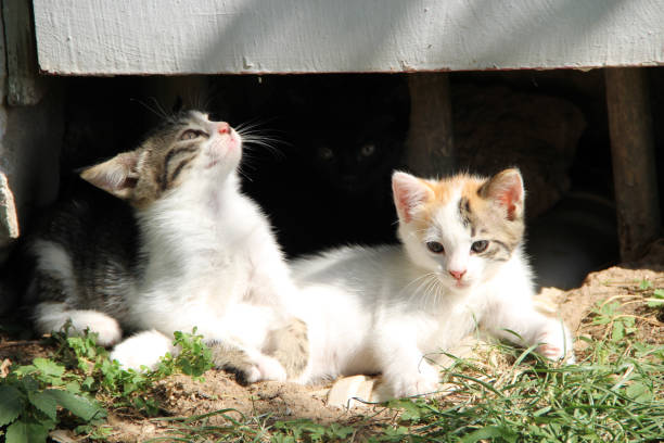 istock little kittens on the grass under the sun 1281584323