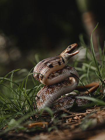 Banded kukri snake lying on grass field.