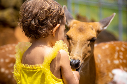 adorable toddler feeds deer on farm. Beautiful baby child petting animals in the zoo. Excited and happy girl on family weekend