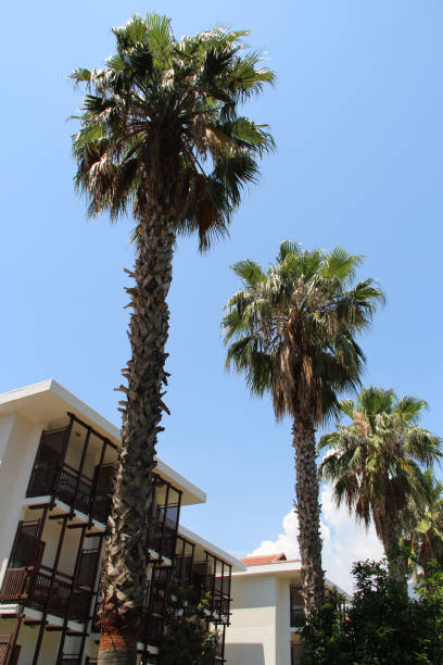 istock hotel building among palm trees in a resort 1281585002