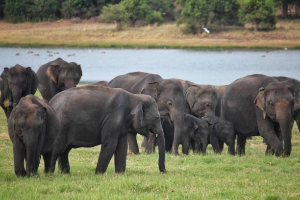 istock Elephants at Minneriya National Park, Sri Lanka 1281585068