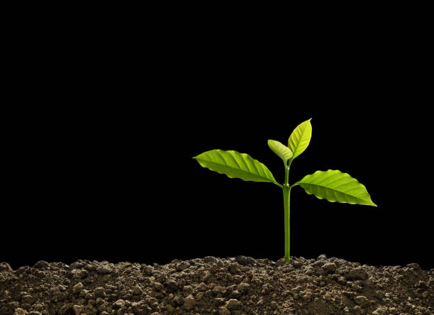 istock Green sprout growing out from soil isolated on black background 1281585102