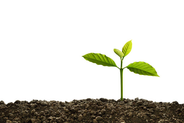 istock Green sprout growing out from soil isolated on white background 1281585120