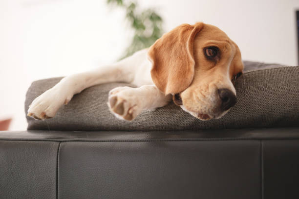 istock adult beagle resting on a gray sofa 1281585325