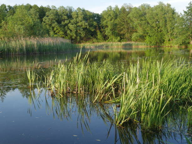 istock Summer landscape. River. Lots of green grass. 1281585526