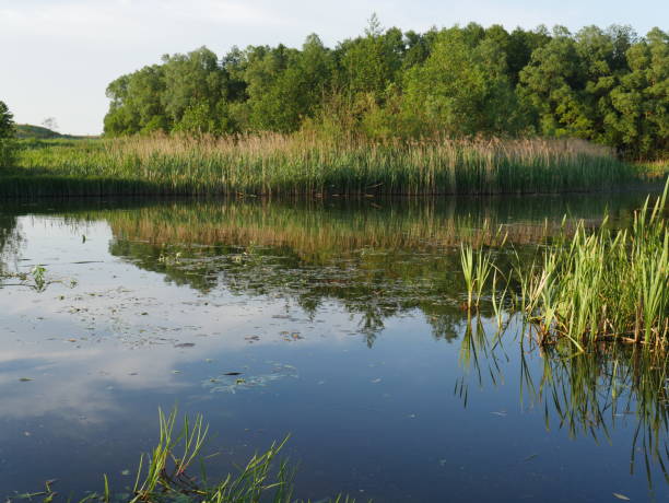 istock Summer landscape. River. Lots of green grass. 1281585558