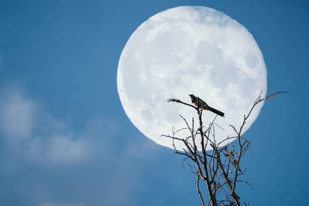 istock landscape with bird sitting on a tree against night sky with full super moon 1281585637