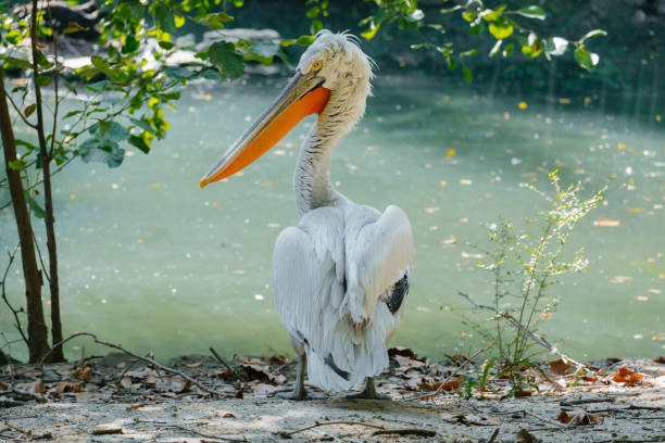 portrait of pelican bird on a pond - pelican landing imagens e fotografias de stock