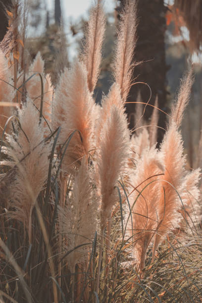 pampas grass bushes in sunlight in autumn day