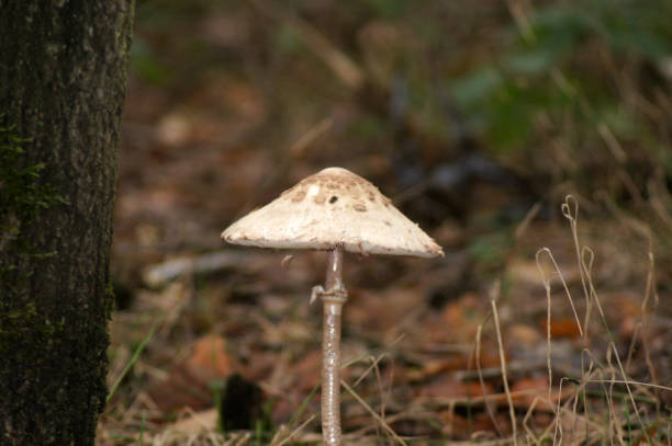 istock Umbrella mushroom Macrolepiota procera in the forest 1281586404