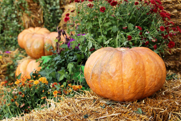 istock Thanksgiving day decoration, autumn harvest 1281586603