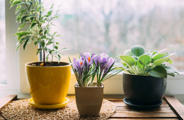 istock Green home houseplants on windowsill on wooden 1281586652